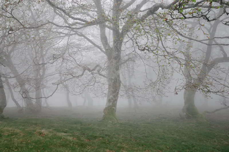 Árboles de ramas desnudas emergen entre la niebla sobre un suelo cubierto de hojas.