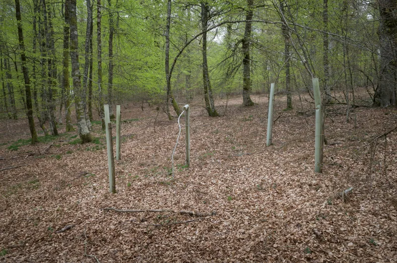 Una hilera irregular de estacas atraviesa un bosque de troncos delgados y hojas secas.