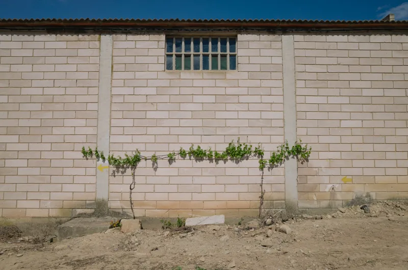 Muro de ladrillos claros con una ventana enrejada y una enredadera rala junto al suelo.