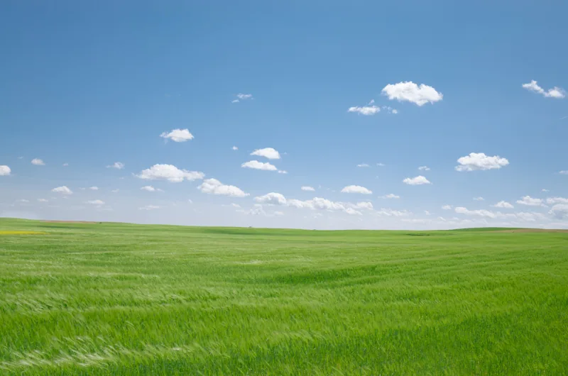 Extenso campo verde bajo un cielo azul con pequeñas nubes dispersas.