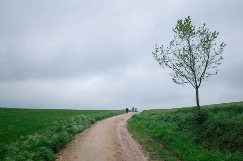 Camino de tierra entre lomas verdes, con un árbol solitario y dos personas a lo lejos.