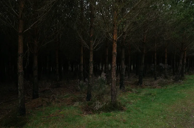 Una franja de pasto se interna en la oscuridad de un bosque de pinos.