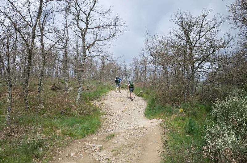 Varios caminantes descienden por un sendero rocoso entre árboles sin hojas.