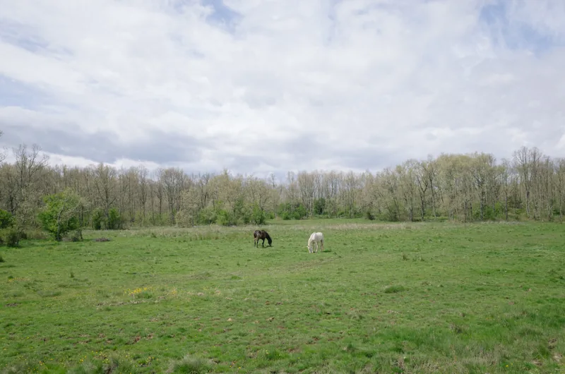 Dos caballos pastan en una pradera verde rodeada de árboles, bajo un cielo nublado.