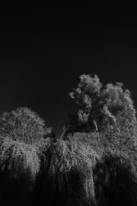 Copas de árboles intensamente iluminadas se recortan contra un cielo negro.